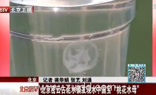 北京密云古北水镇发现水中国宝“桃花水母"在线视频图片