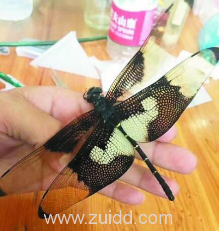 中国最大的蜻蜓蝴蝶裂唇蜓现身黄山