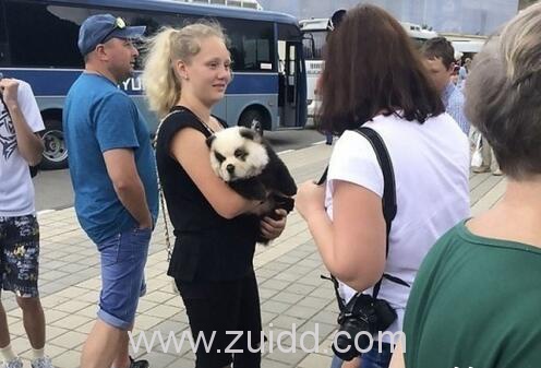 俄摄影师租借染成黑白色的松狮犬冒充熊猫宝宝拍照赚钱遭举报