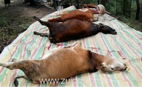 湖北武当山村名养殖18头牛11头牛被雷劈死