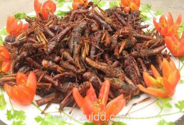 虫子宴摊位摆满串蛇蜈蚣蚂蚱蜘蛛怎么吃你知道吗