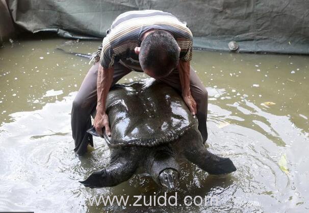 福建泉州承天寺放生池现巨型鼋俗称大乌龟老鳖体长1米多
