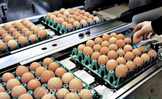 欧洲毒鸡蛋什么毒损害肝脏甲状腺肾脏百万只鸡蛋含有杀虫剂氟虫腈