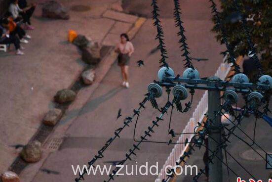 昆明海埂路城中村有上万只燕子集结密密麻麻队形整齐