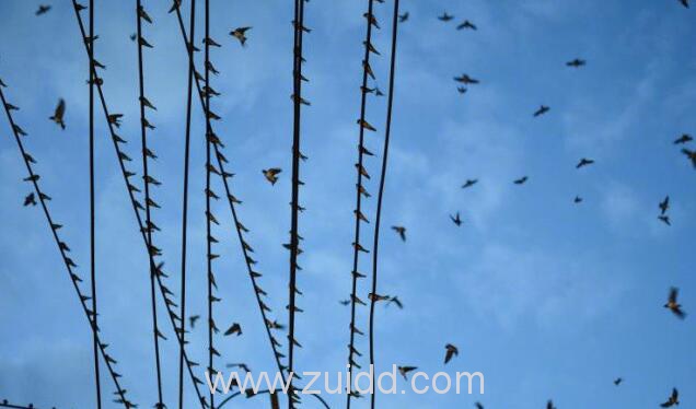 昆明海埂路城中村有上万只燕子集结密密麻麻队形整齐