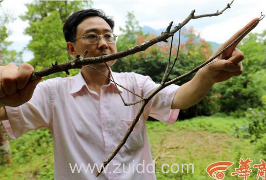 世界上最长的昆虫中国巨竹节虫有多长寿命介绍图片