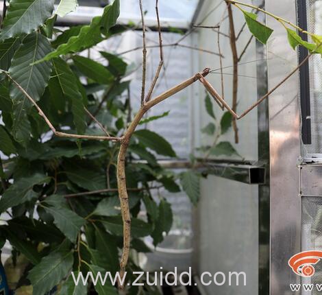 世界上最长的昆虫中国巨竹节虫有多长寿命介绍图片