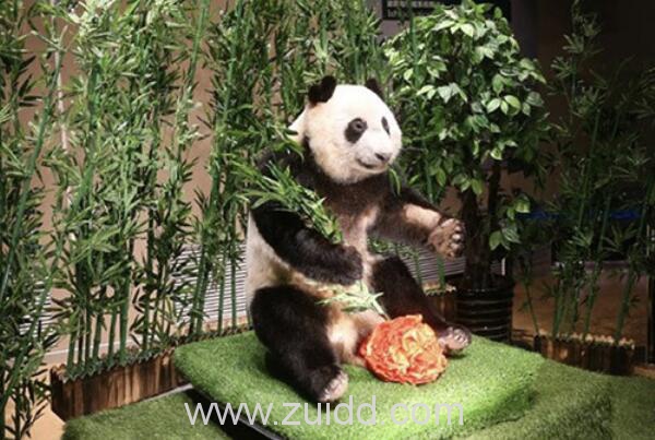 大连生命奥秘博物馆因病死亡大熊猫制作成塑化标本争议回应