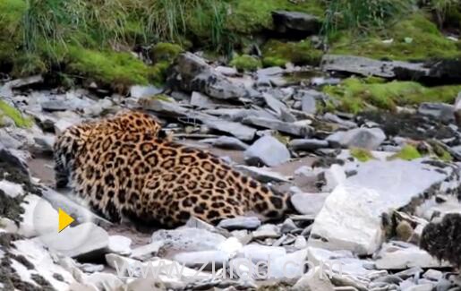 四川炉霍县泥巴乡境内发现一只野生大花豹体长超过1米