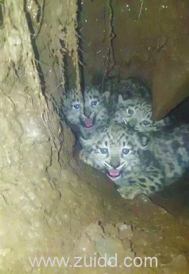 四川石渠县一次性发现三只雪豹幼崽