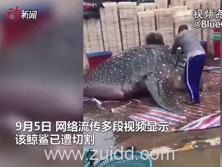 福建霞浦县鲸鲨被宰杀事件被宰杀鲨鱼为濒危物种鲸鲨