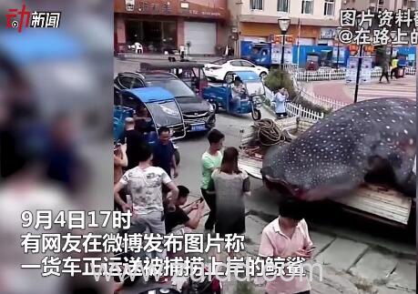 福建霞浦县鲸鲨被宰杀事件被宰杀鲨鱼为濒危物种鲸鲨