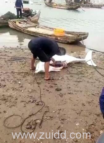 福建宁德霞浦县溪南镇渔民在海滩切割一只中华白海豚警方介入调查