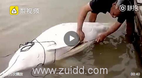 福建宁德霞浦县溪南镇渔民在海滩切割一只中华白海豚警方介入调查现场图片视频