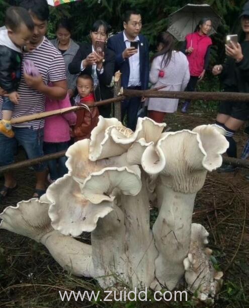 云南腾冲小罗倚平村发现巨型野蘑菇专家说可以吃现场图片